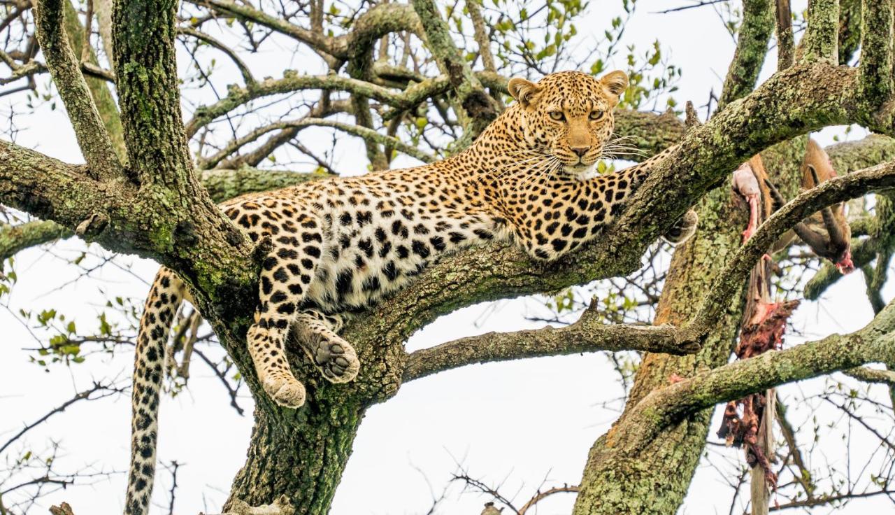 Отель Saruni Eagle View Naboisho Экстерьер фото
