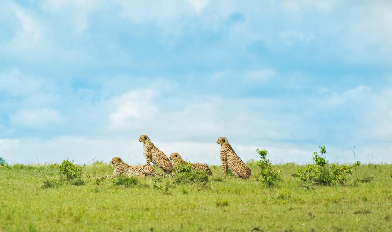Отель Saruni Eagle View Naboisho Экстерьер фото