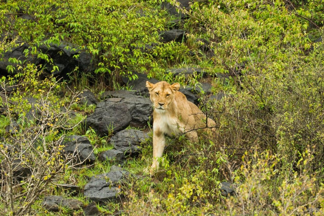 Отель Saruni Eagle View Naboisho Экстерьер фото
